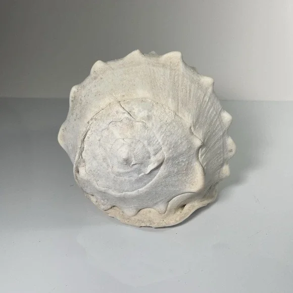 Queen's Helmet Sea Shell 6.5 – Cassis Madagascariensis